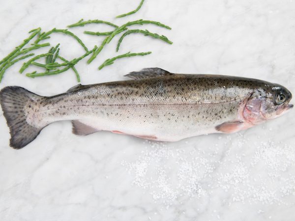 Rode forel (ca. 400 gram)