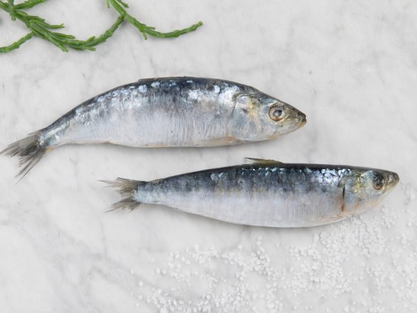 Sardines